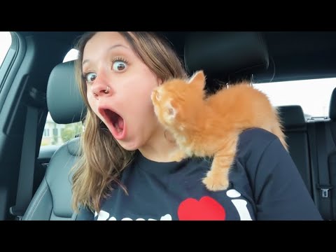 Cat Adopts You As His Favorite Person 😻 Cute Cat and Human Moments