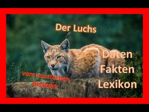 Der Luchs