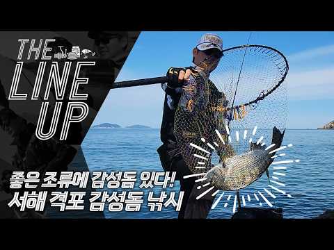 [더라인업] 좋은 조류에는 반드시 있다!! 서해 격포 감성돔 낚시