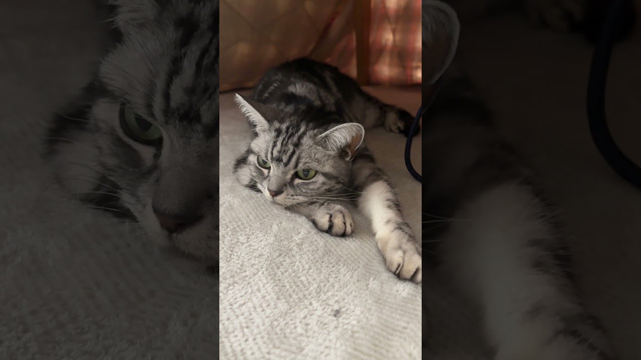 ヒーローみたいになっている猫のクレアさん #猫 #アメショー #ショート