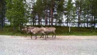 preview picture of video 'Reindeer in Suomussalmi, Finland'