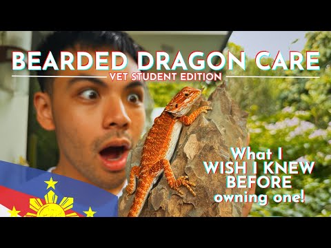 Vet Student’s 9 ESSENTIAL Tips for Bearded Dragon Care in the Philippines 🇵🇭 (With Subtitles!)