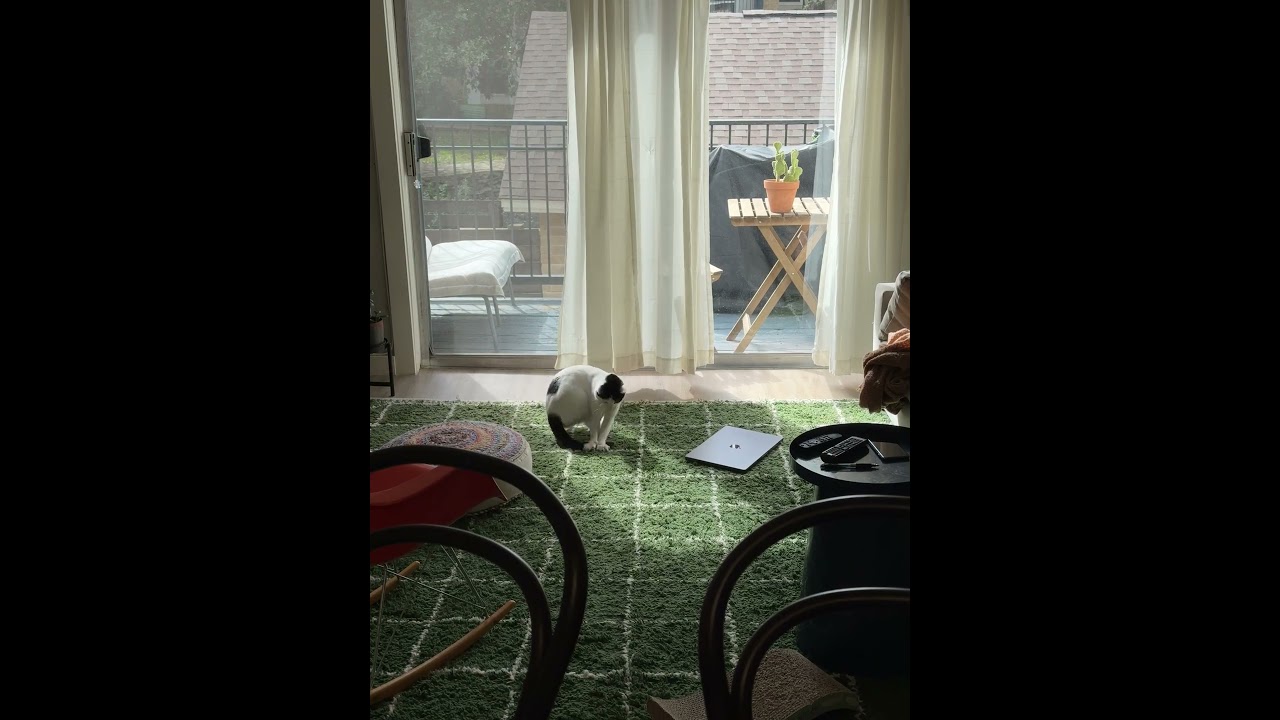 Enlarge Skronkly, a Adoptable Domestic Short Hair in Austin, TX video 6/6