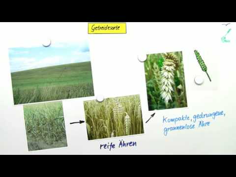 Getreide - Das Gras für den Menschen | Biologie | Biologie der Pflanzen und Pilze (Mittelstufe)
