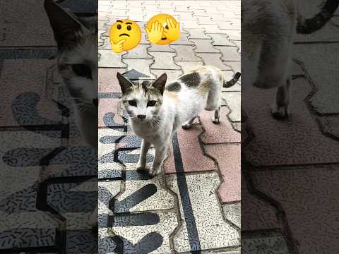 #funny #viralvideo #yt #comedy #yt shorts #youtubeshorts #viral