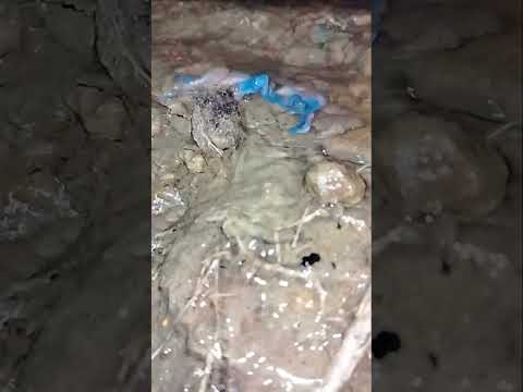 Fishing in the Rain 🐬🐳#shorts #cichlid #fish #trending #viral