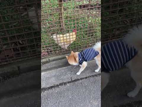 犬が鶏を攻撃するのを止めるにはどうすればよいですか？一緒に暮らすための重要なヒント  庭園