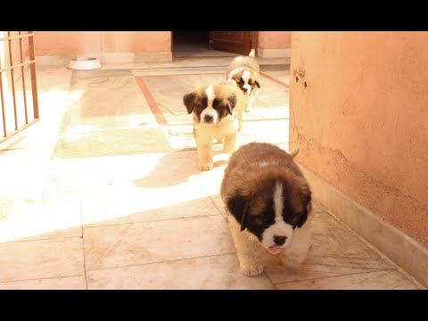 Saint Bernard Puppies | Transformation Video | Cutest