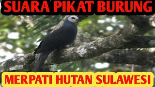 Download lagu Suara pikat merpati hutan Sulawesi mp3 Download lagu Suara pikat merpati hutan Sulawesi mp3
