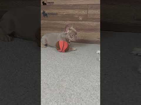 Video 4
