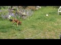Bury the bone in the grass