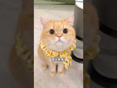 【最新】时隔两年！我家猫竟然又双叒捡到猫了？！ #cat #萌寵 #cute #funny #招财猫 #猫咪 #shorts #萌宠