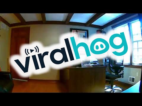 Squirrel Interrupts Conference Call || ViralHog