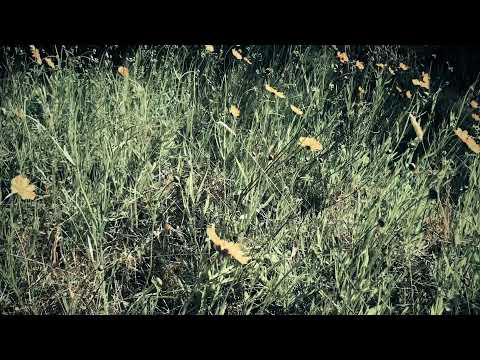 Love Me Tender - King Curly