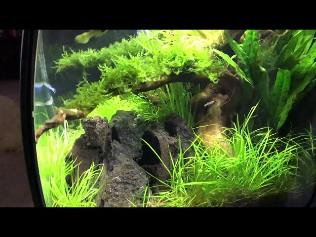 8 week old (new) aquascape!