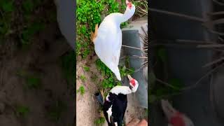 Satisfying video with music | shining Route  | #shorts