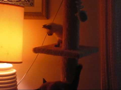 Welcome home Solange.wmv