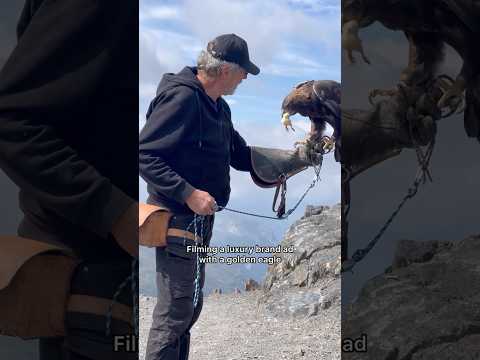 Bts & Final I Filming a luxury brand ad with a golden eagle #birdsofprey #goldeneagle #bts