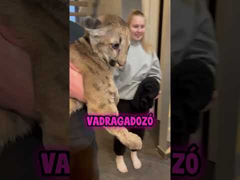 A pumák valójában aranyosak is tudnak lenni #animals #pets