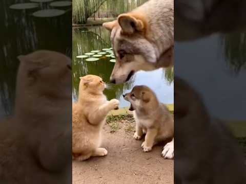 Cat vs Wolf Pup… Big Wolf YEETS Him Into the Pond 🐱🐺💦