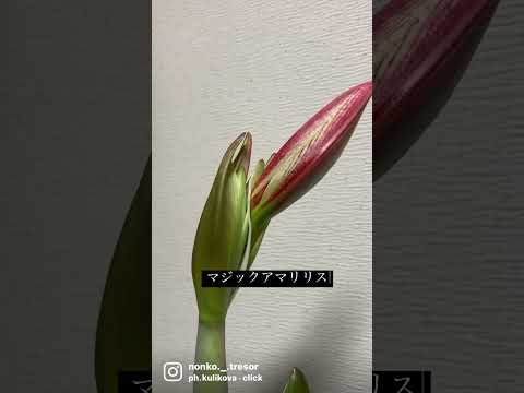 アマリリスの成長を促進し、再び花を咲かせる天然肥料は何ですか?  庭園