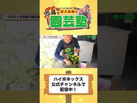 つくし肥料の使い方は？メリットは何ですか?いつ、どこに置くのですか？  庭園