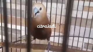 Download lagu burung emprit isian cililin & kenari mp3