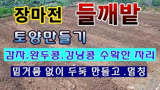 [텃밭농부 1,570]  장마전 들깨 심을 밭에 두둑 만들고 멀칭하는 방법 #들깨재배