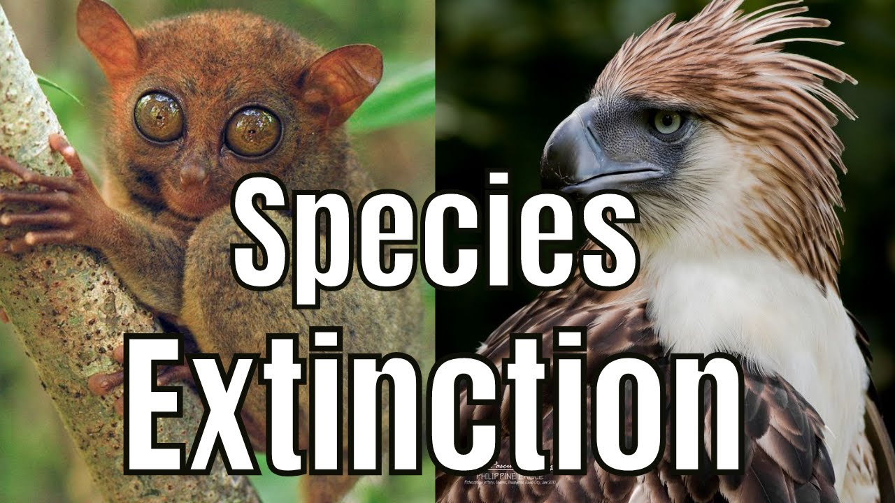 Extinction presentation. вымершие животные. Species extinction. Wildlife extinction effects. Extinction of species.