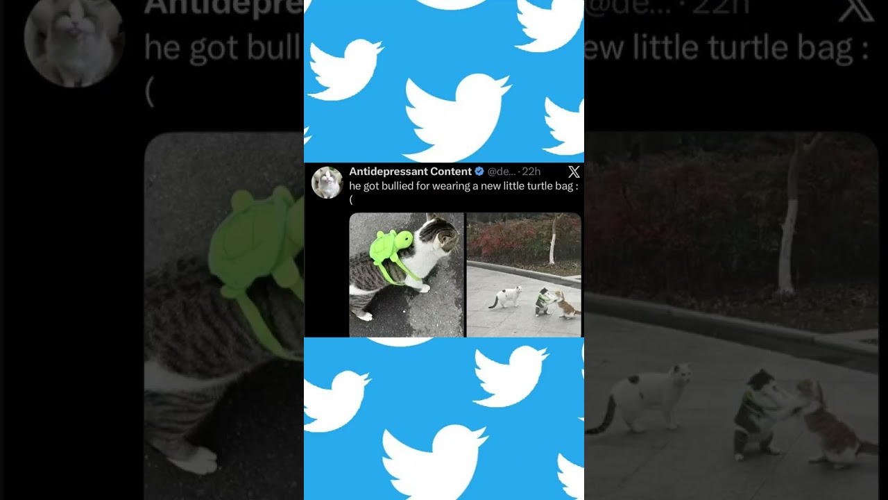 LEAVE HIM ALONE!!!, Twitter Post #twitter #tweet #cat