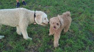 TotoTube | Goldendoodle vs Labradoodle 公園でラブラデゥードルに遭遇しました。