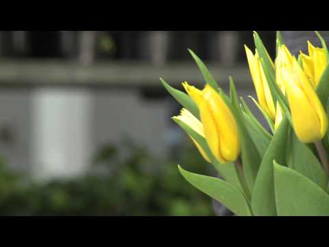 Skötselråd för tulpaner