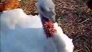Female Turkeys Don't Gobble