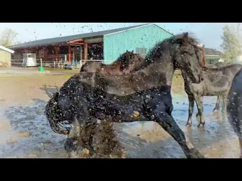 Thanks Frieda! Now we are covered in mud! Friesian Horses.