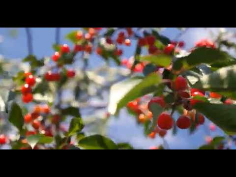 Ακτινίδιο Σπερχειού ΠΟΠ & Κεράσια Ροδοχωρίου Νάουσας ΠΟΠ