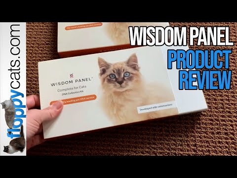 Cat DNA Test: Wisdom Panel Review