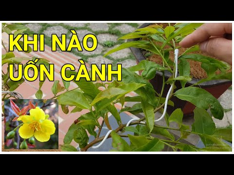 🔴 QBS22186 - THỜI ĐIỂM UỐN CÀNH CHO CÂY MAI VÀNG || KHI NÀO UỐN CÀNH TẠO TÁN CHO CÂY MAI VÀNG