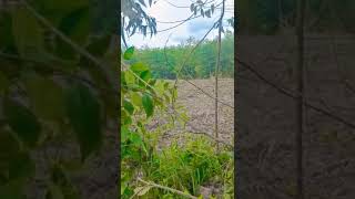 Download lagu MENGERIKAN!!! Suara Harimau Sumatra memanggil kawannya.... mp3