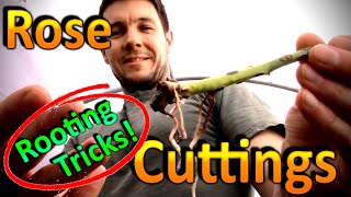 Tricks to Rooting Rose Cuttings Successfully | Why are the Roses Stems Turning Black and Dying