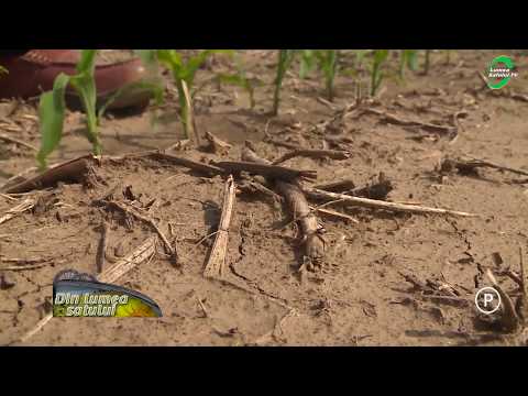 Dăunătorii porumbului și produsele Syngenta