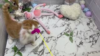 スコティッシュフォールドの動画01