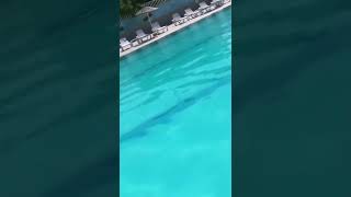 Naz Kayar tiktok be like...