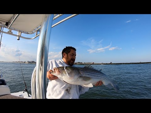 First Fluke Limit/Big Striped Bass Chaser