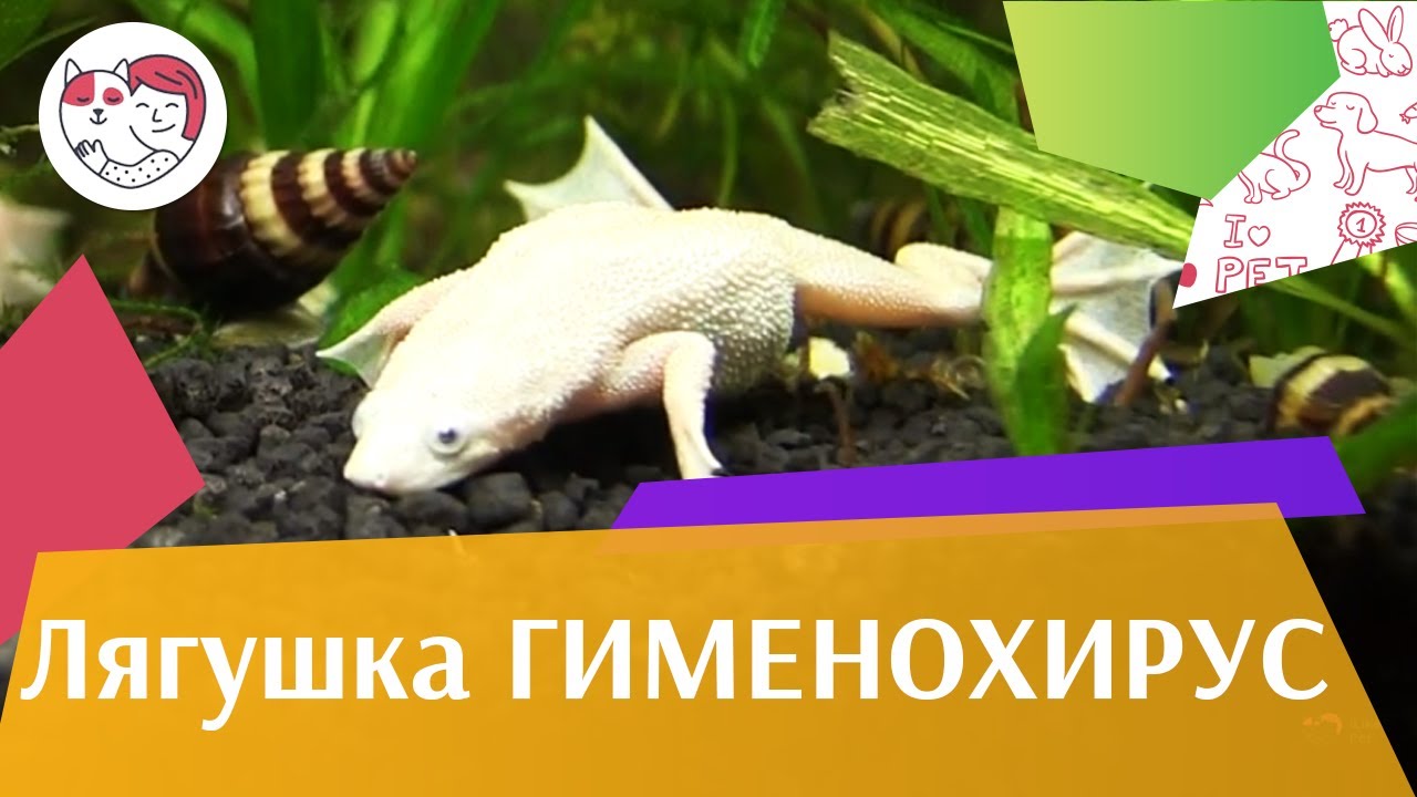 Лягушка Гименохирус африканская пресноводная лягушка на ilikepet