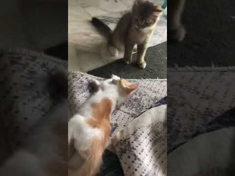 One way to survive without mama-fight!!!!