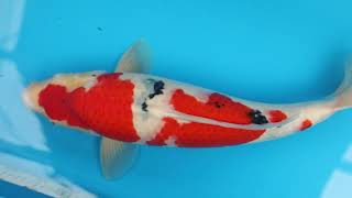 video van Sanke  2310014