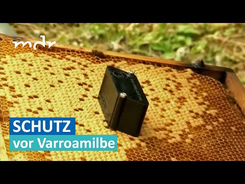 Thüringer Imker erfindet Schutz für Honigbienen | MDR um Zwei | MDR