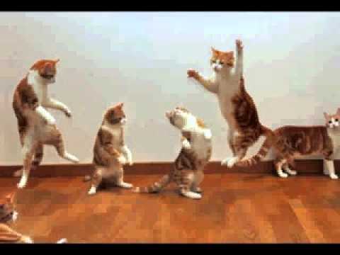 Adam Alexander - They just want to dance