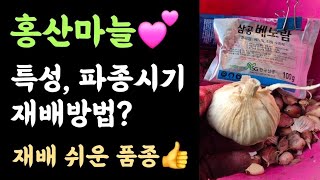 홍산마늘 ???? 특성? 종구 파종시기? 재배방법? 재배쉬운 품종???? 