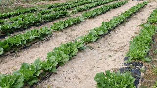 산밑에 배추밭.. 고라니가 자주 들어와서 뜯어먹고 있네요.